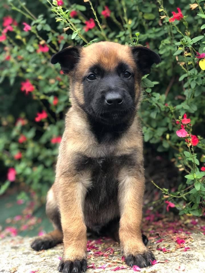 10 bébés malinois disponibles à la réservation